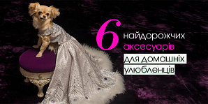 6 найдорожчих аксесуарів для домашніх улюбленців